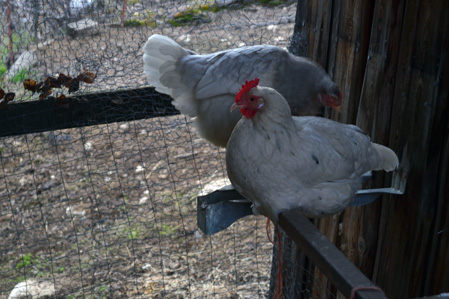 T & L on their perch